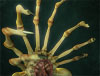 facehugger_v02_thumb.jpg