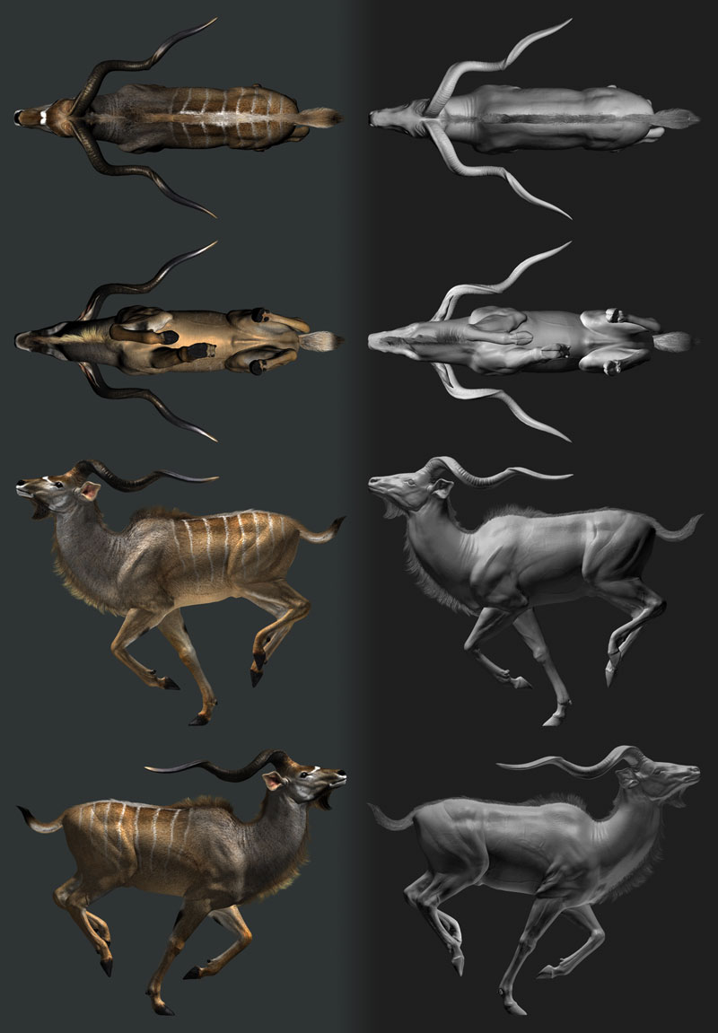 orthos1.jpg