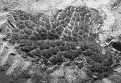 TRex Skin tail base.jpg