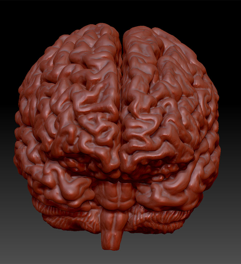zBrain-1.jpg