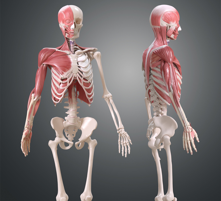 muscles4.jpg