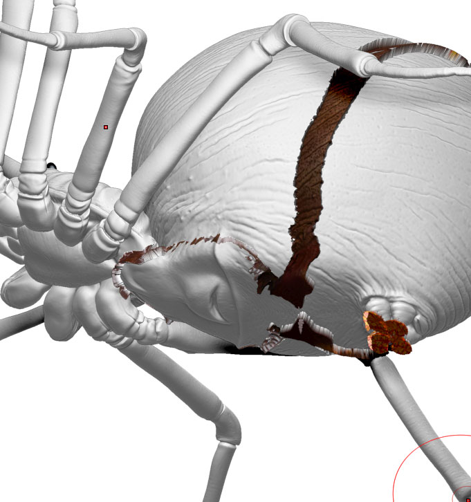 spider-bad3.jpg