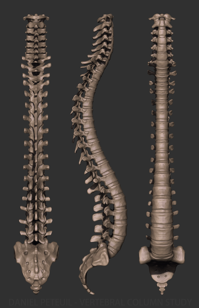 dp_spine_study.jpg