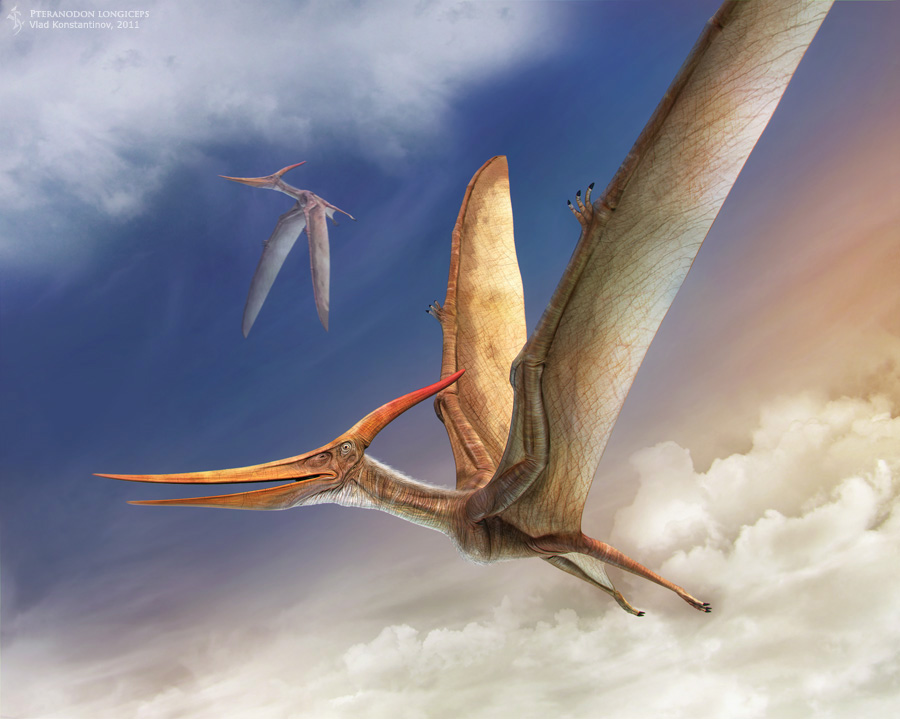 Pteranodon.jpg