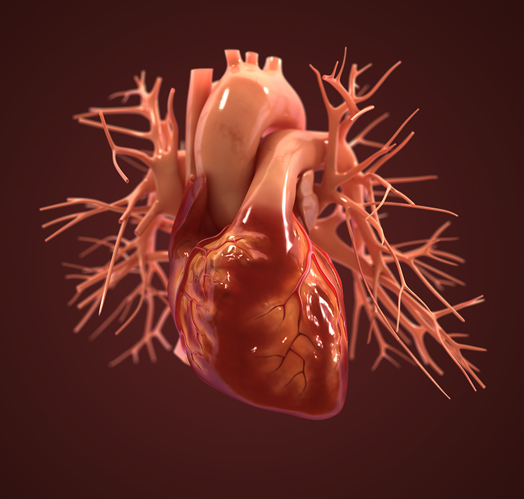 heart-illustration.jpg