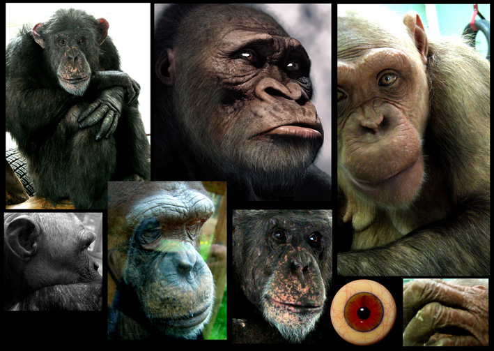 APES.jpg