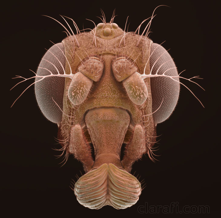 drosophilaHead_ZBC_02.jpg