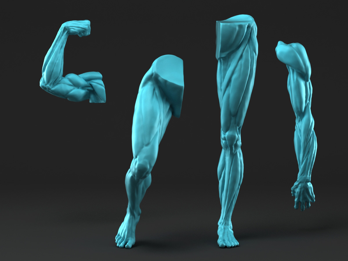 Ecorche_Limbs.jpg