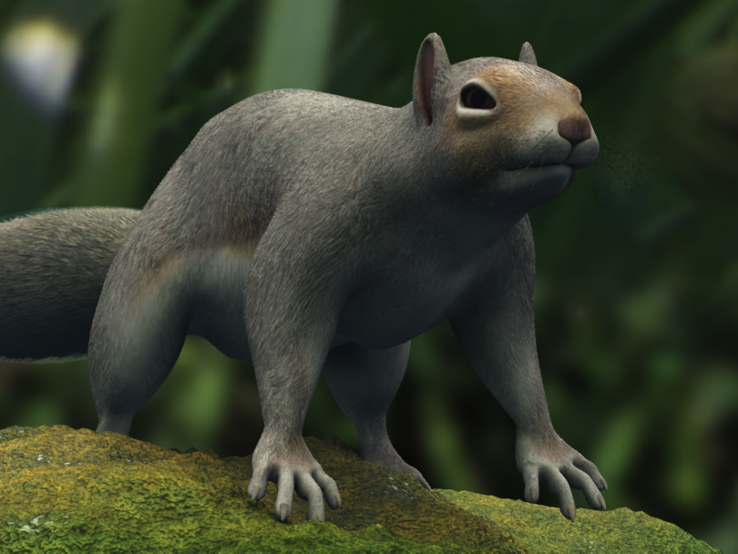 squirrel.jpg