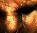 ORC2bt.jpg