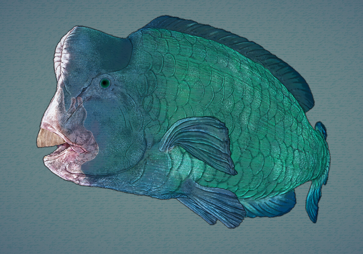 eric-keller-parrotfish-01