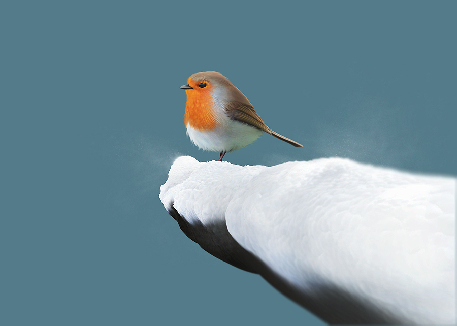 bird side angle.jpg