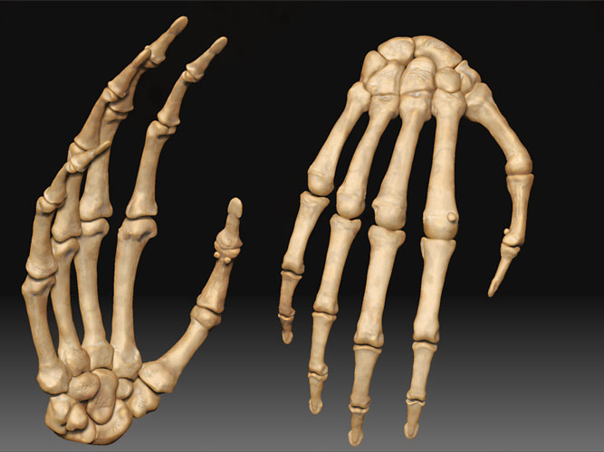 handrenda.jpg