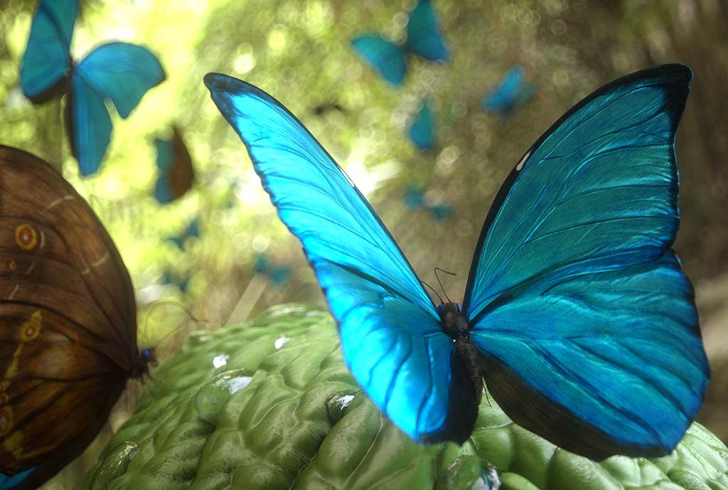 keller_blueMorpho_ZBC03.jpg
