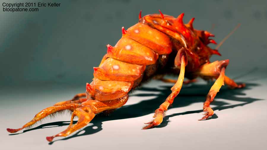 small_sfariBug_08B.jpg