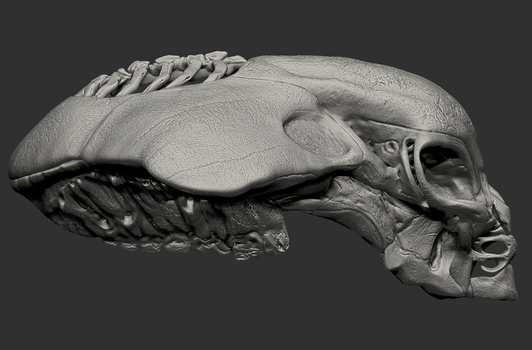 AlienSkull_LftSideView_DP.jpg