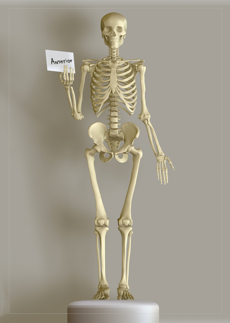 Skelly_anterior.jpg