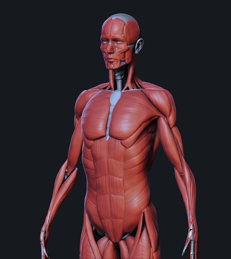 ANT01.jpg