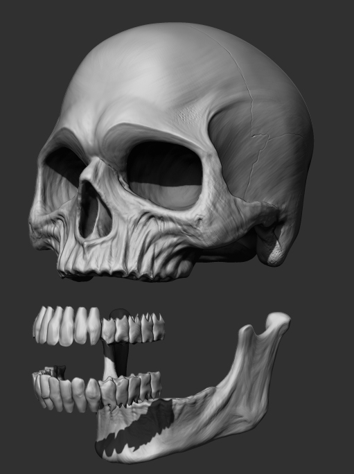 skull_exposed.jpg