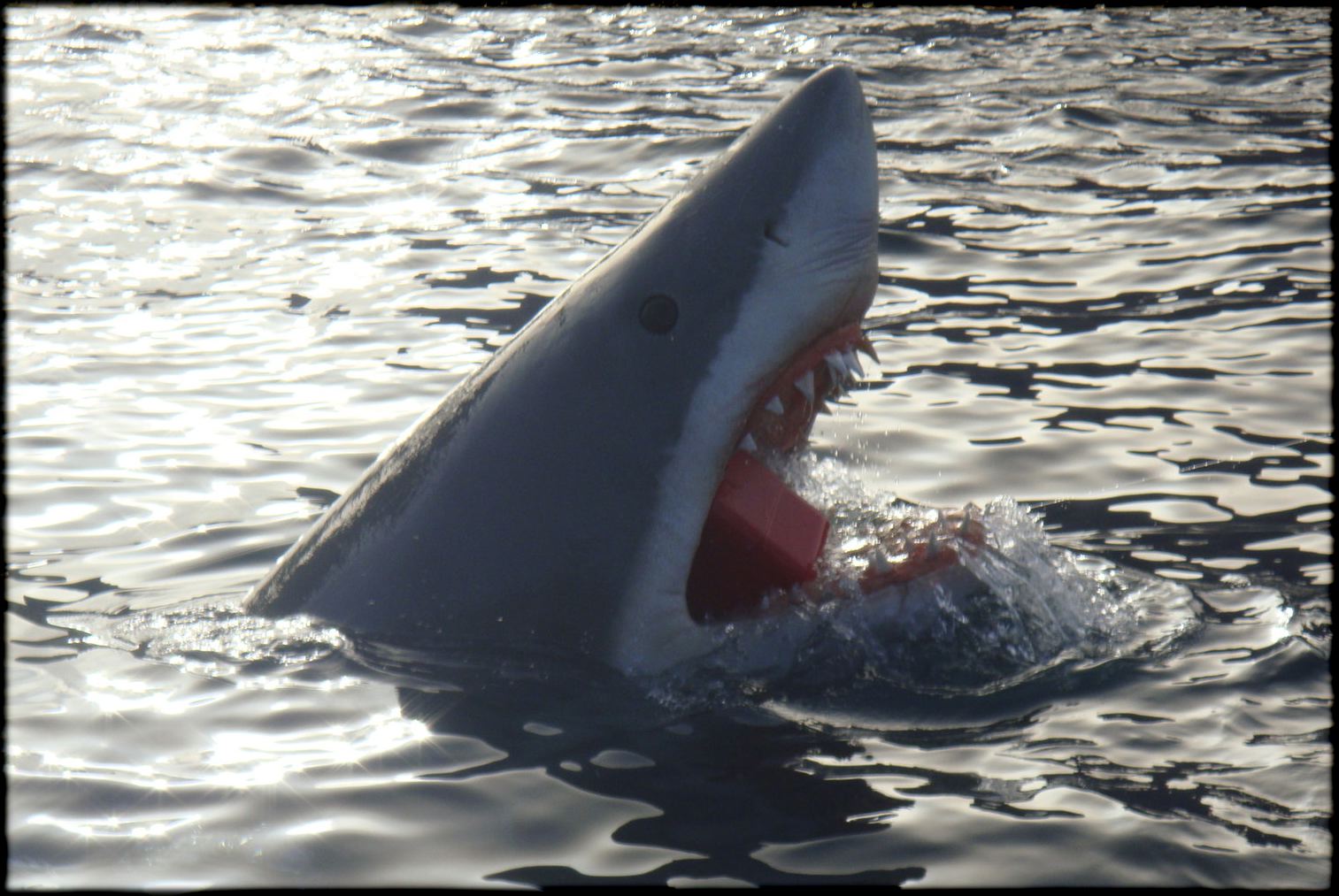shark002.jpg