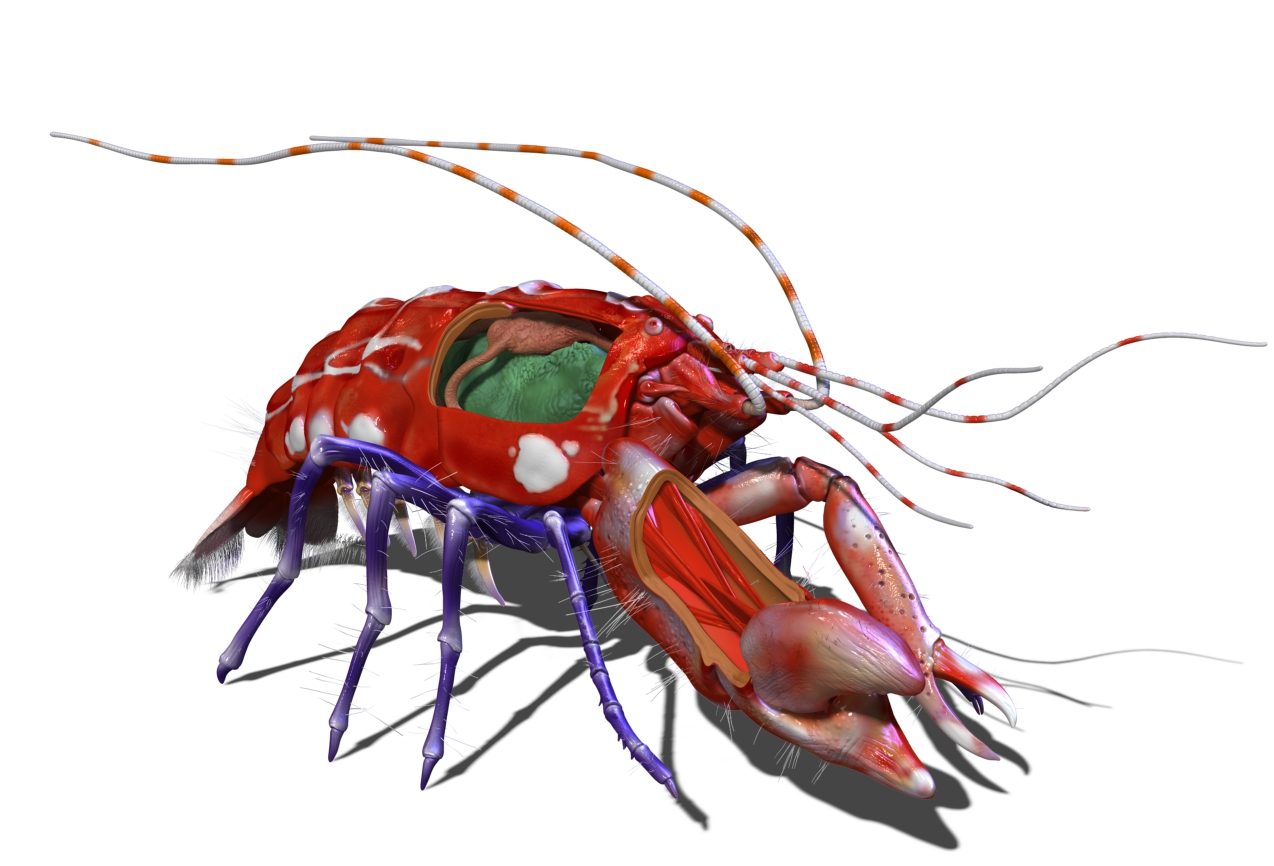 ZBrush Documentshrimp render friday no claw meat.jpg