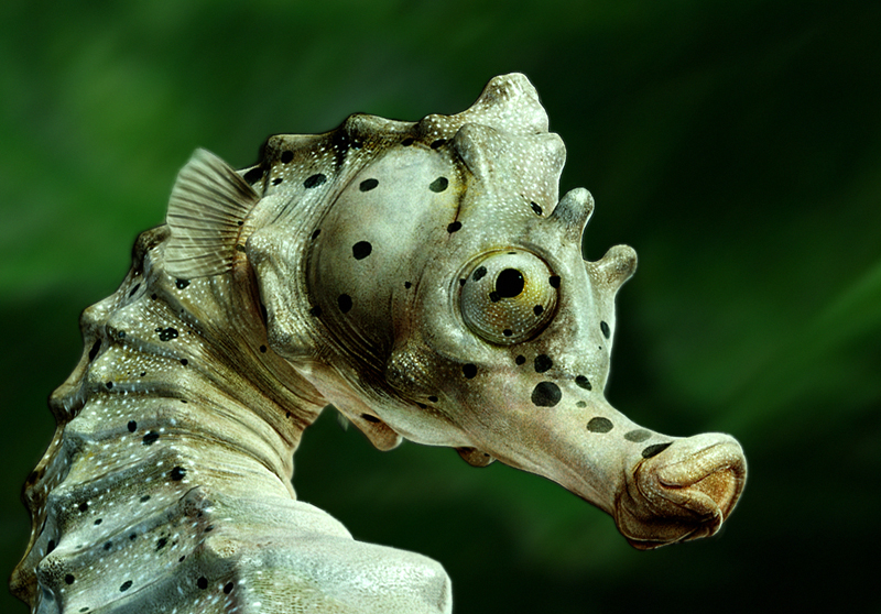 Big-velly-Sea-horse-3.jpg