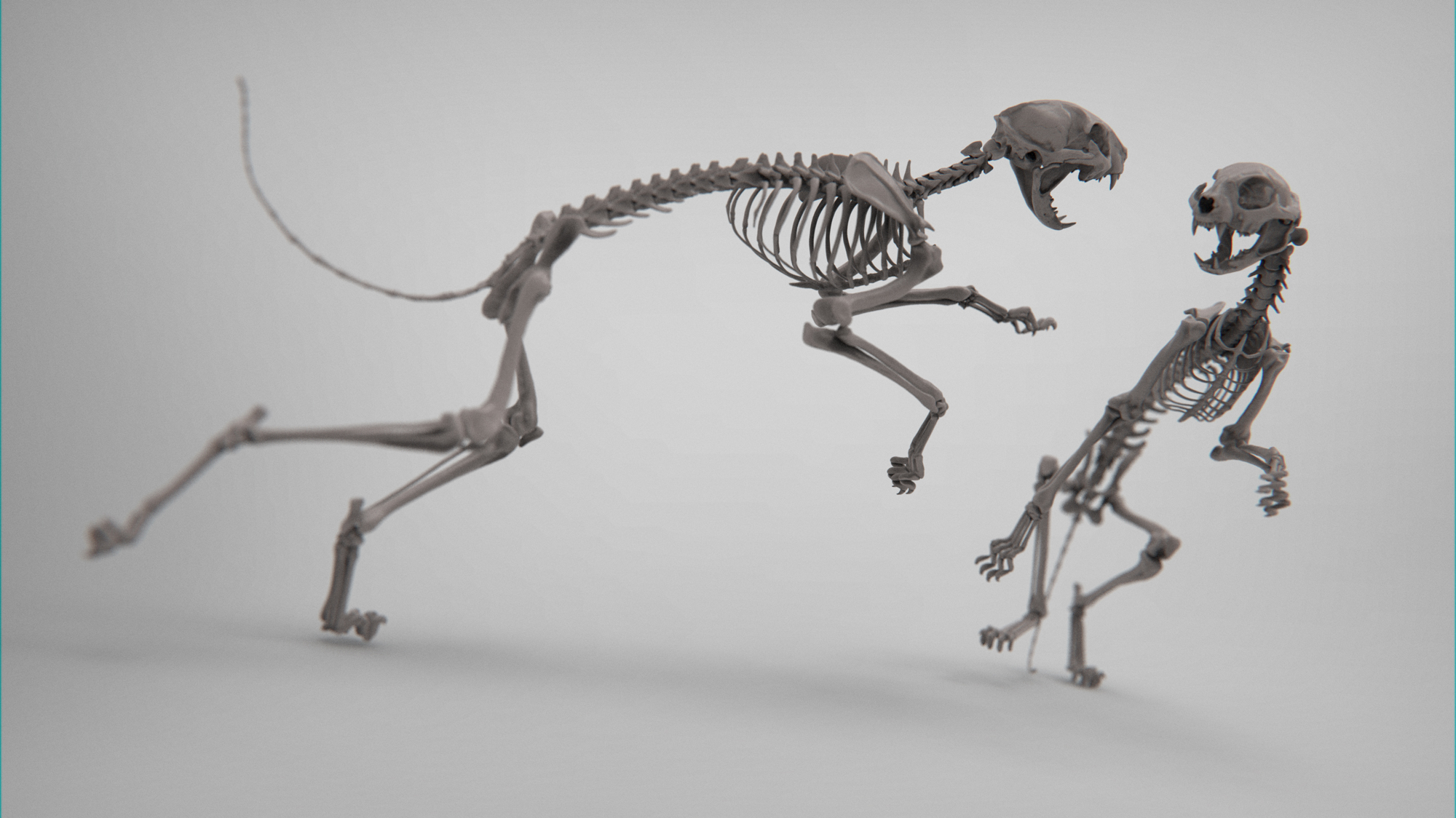 MarcusTrolldenier_SculptingAnatomy_week3_domestic_cat_15.jpg