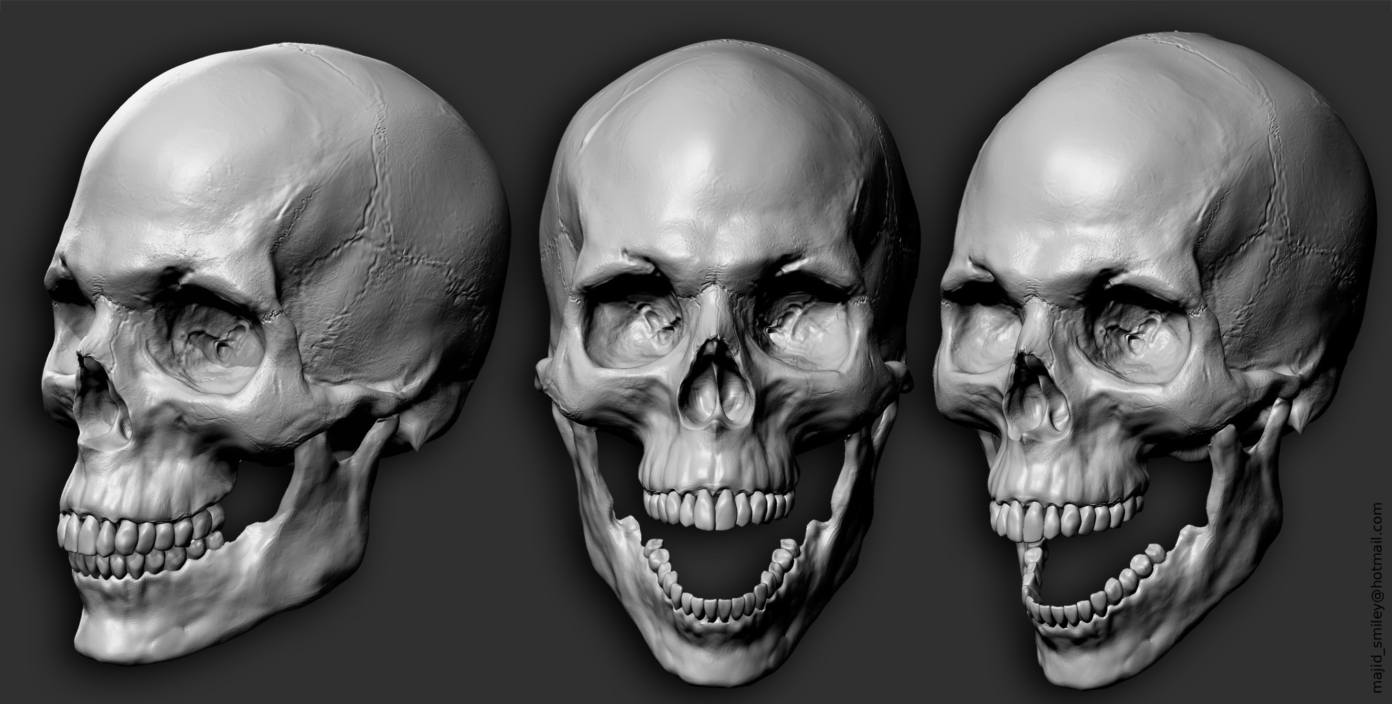 AnatomtSkull.jpg