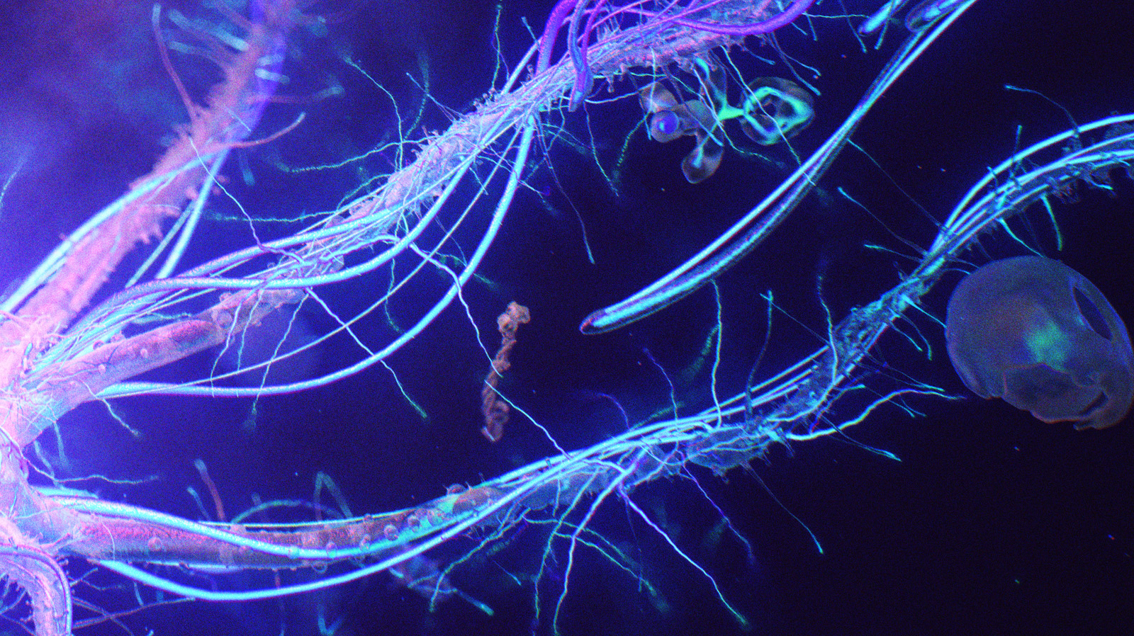 strain_cam_01_frag_4.jpg