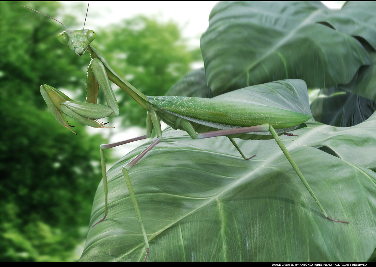 mantis11.jpg