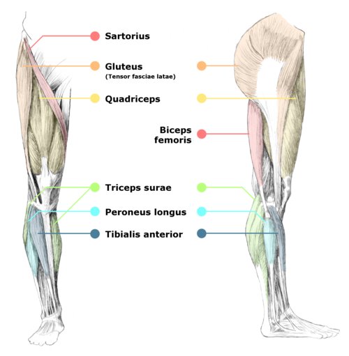 leg-muscles.jpeg