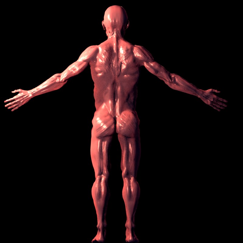 muscledisplacementtestback.jpg