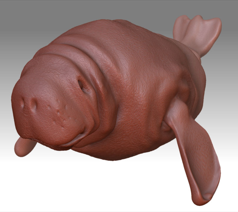 manatee.jpg