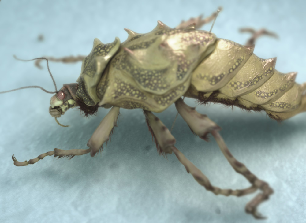 IMG009157_strangeInsect.jpg