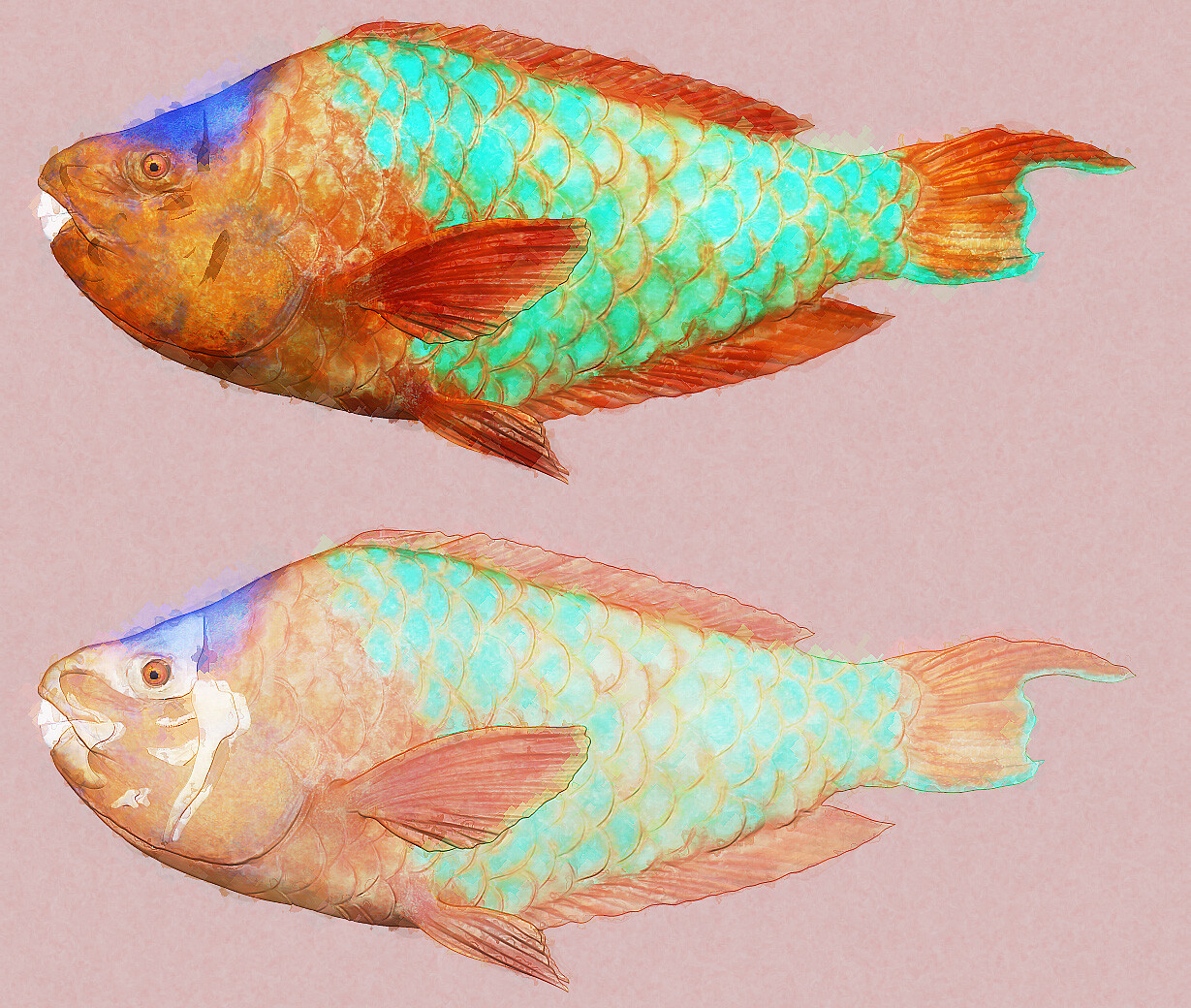 eric-keller-parrotfish-06
