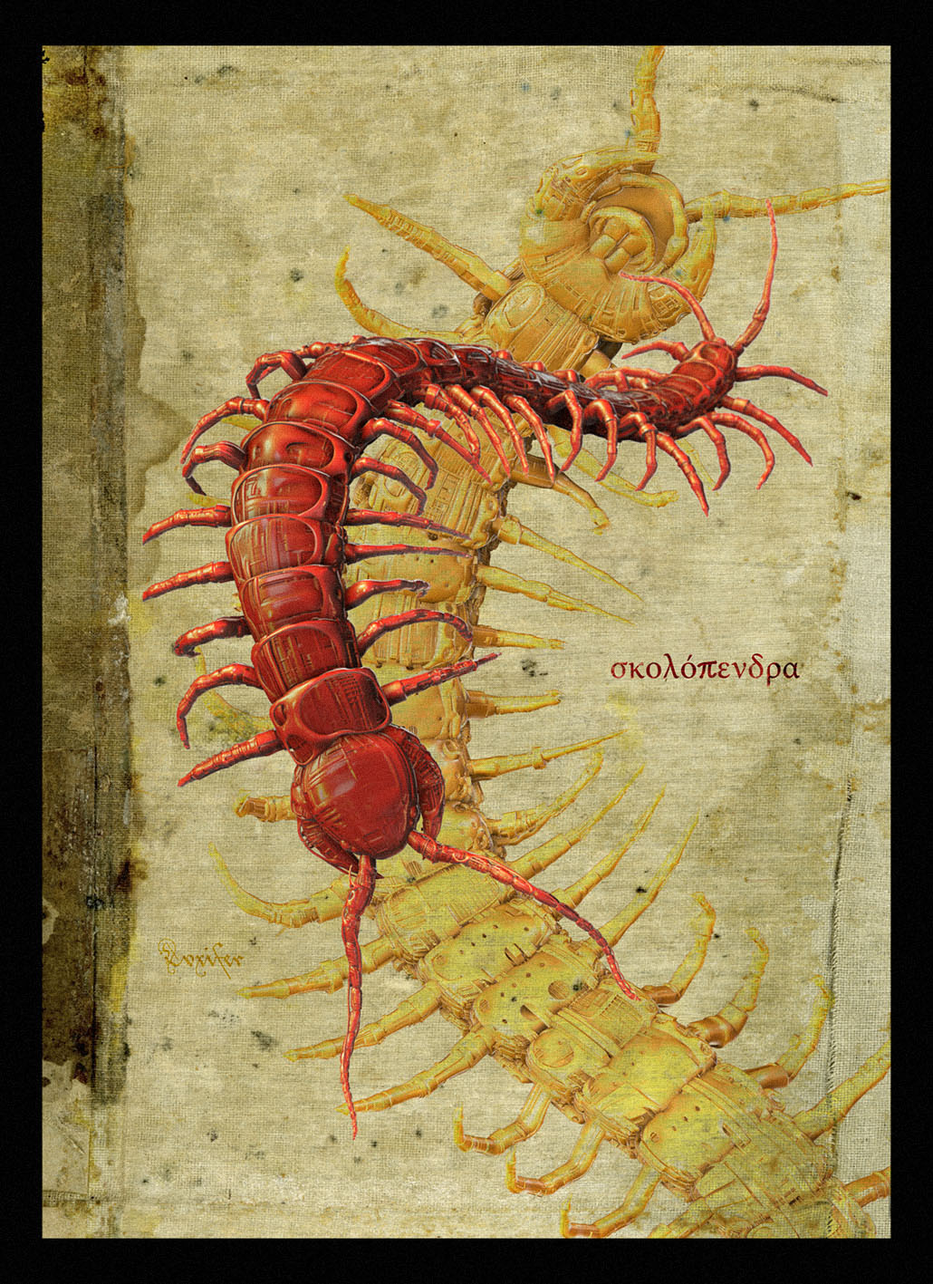 Scolopendra_Biomeccanoides.jpg