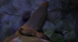 SEA LION PAIR ON SEA ROCKS 12.jpg