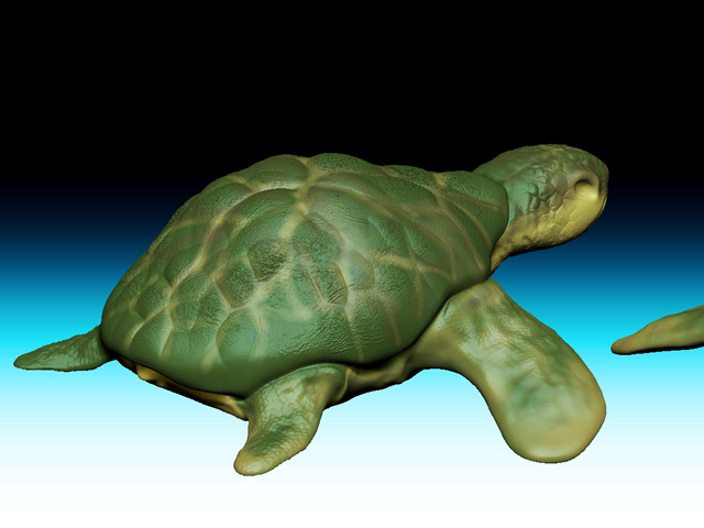 tortoise2.jpg