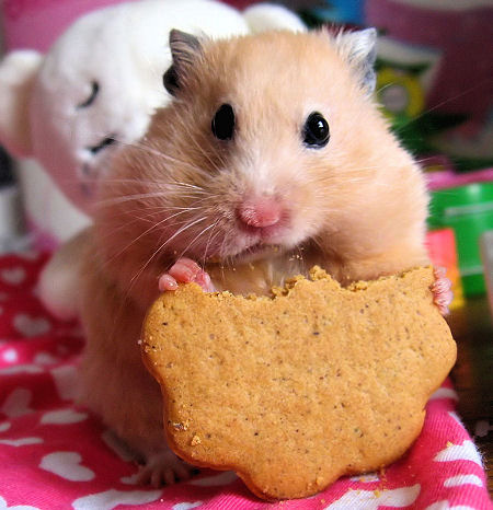 hamster.jpg