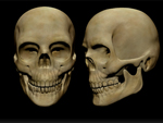 skull large v5.2 thunb.jpg