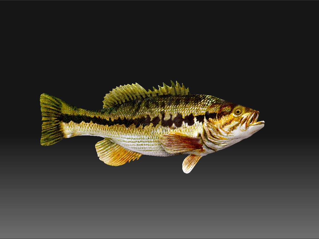 Normal_Bass.jpg