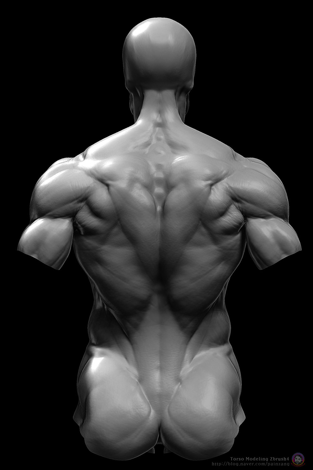 zbrush back anatomy