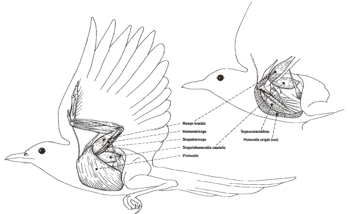 Flight_muscles9.jpg