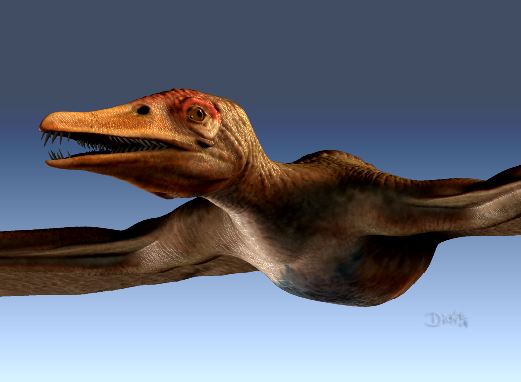 Eudimorphidon_Detail_01.jpg