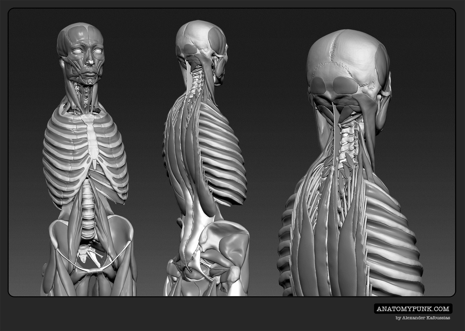 Muscles2_anatomypunk.jpeg