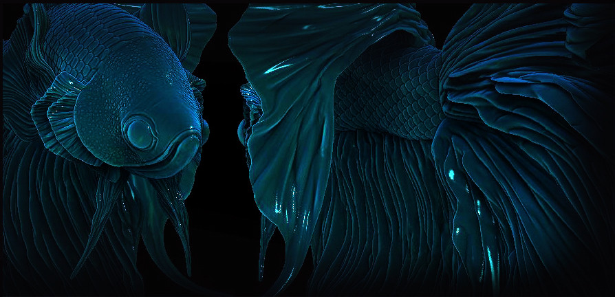 allan-johnson-bangera-fighterfish5.jpg