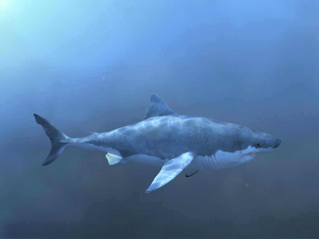 Shark_ZB0003.jpg
