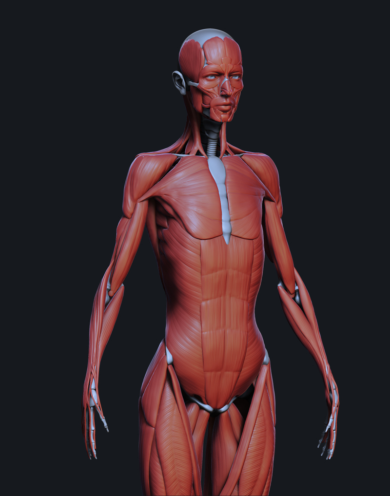 Ant02.jpg