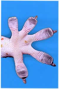 geckoayak.jpg