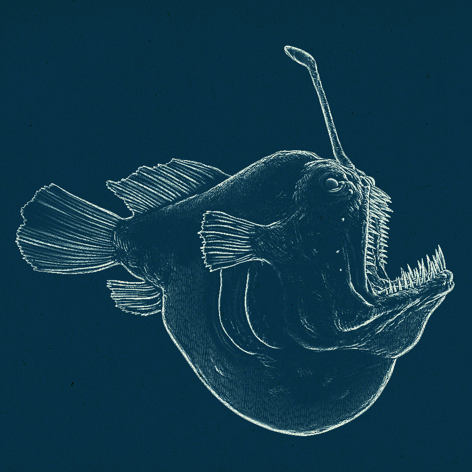 anglerfish_npr_01_byDirkWachsmuth